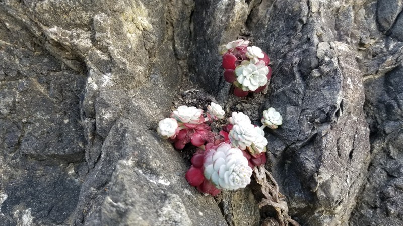Sedum spathulifolium var. pruinosum photo 8