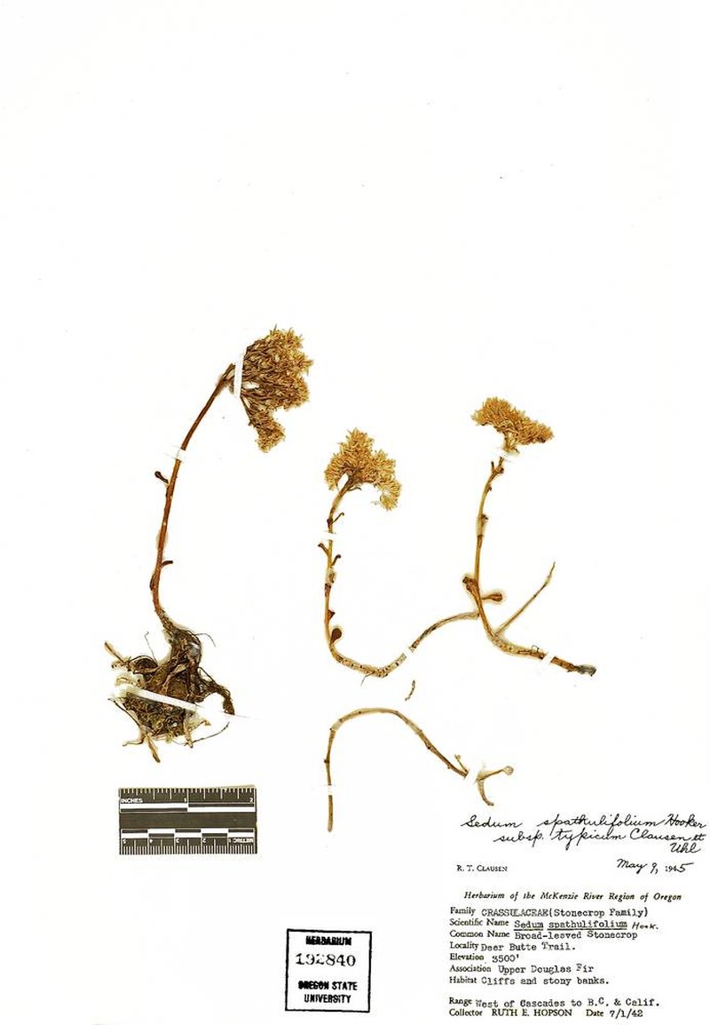 Sedum spathulifolium var. spathulifolium photo 2