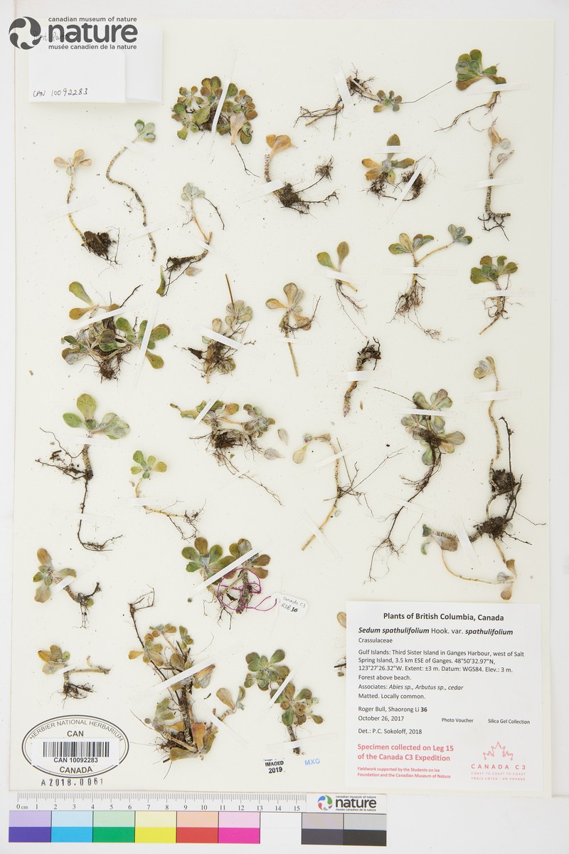 Sedum spathulifolium var. spathulifolium