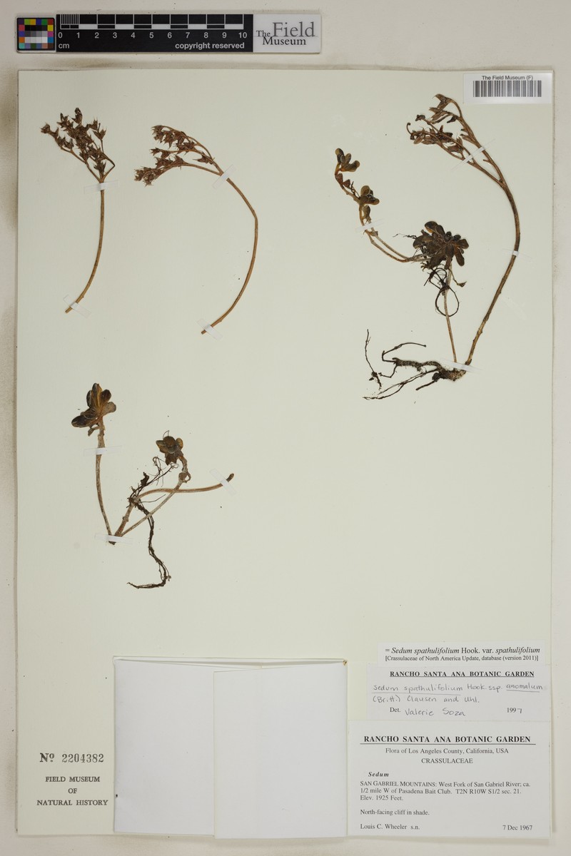 Sedum spathulifolium var. spathulifolium photo 2