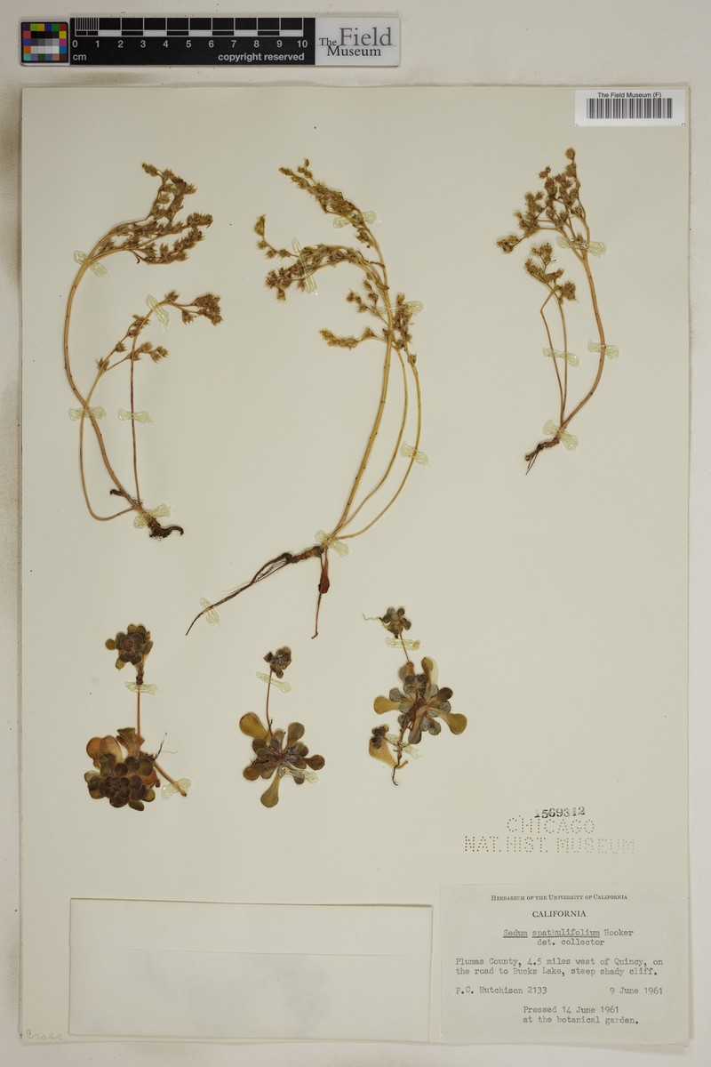 Sedum spathulifolium var. spathulifolium photo 3