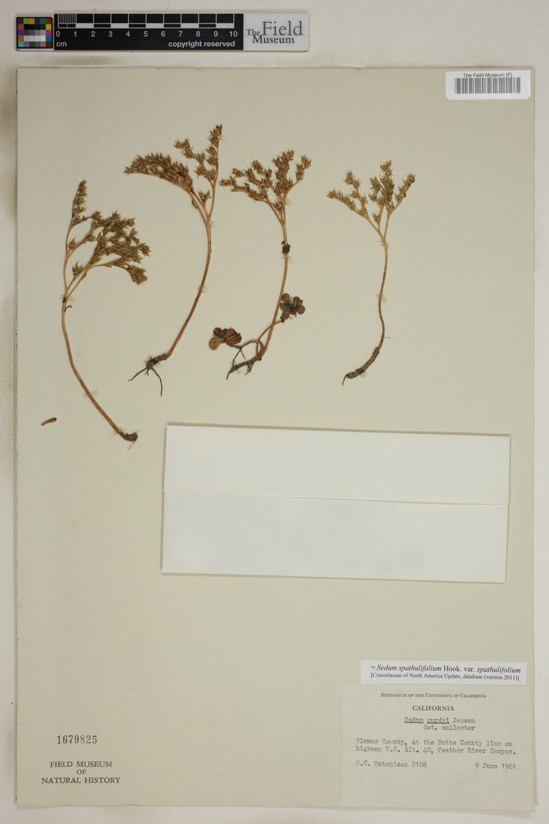 Sedum spathulifolium var. spathulifolium photo 4