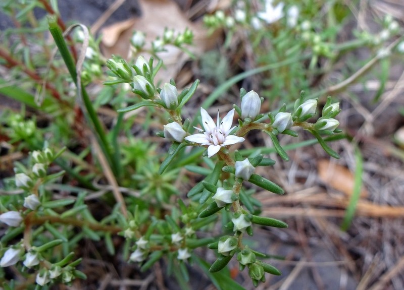Huachuca Mountain Stonecrop