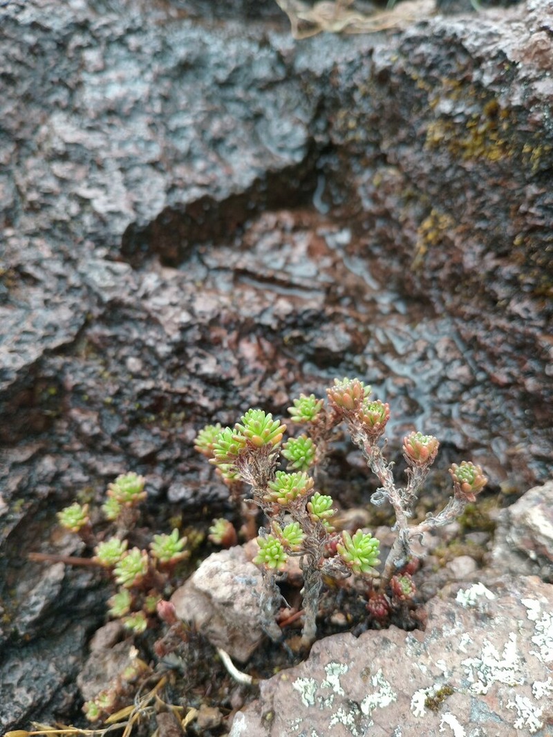 Huachuca Mountain Stonecrop photo 2