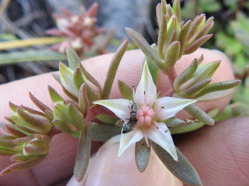 Huachuca Mountain Stonecrop photo 3