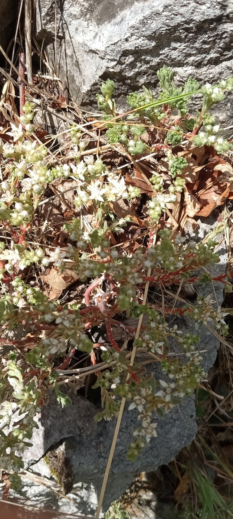 Huachuca Mountain Stonecrop photo 4