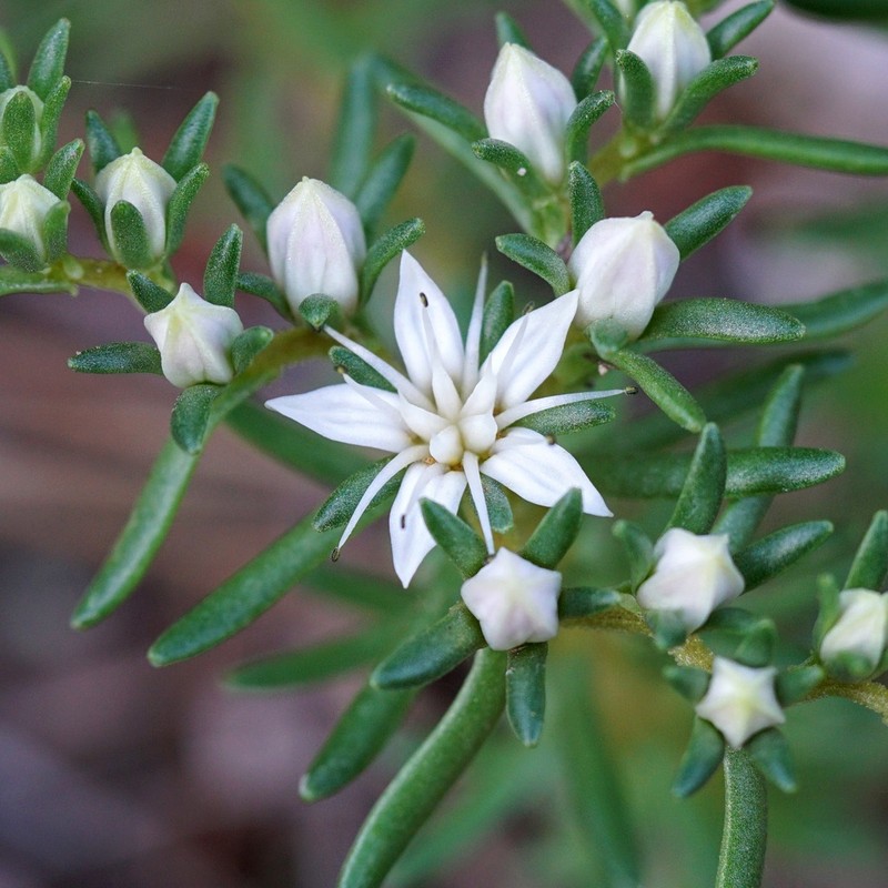 Huachuca Mountain Stonecrop photo 5