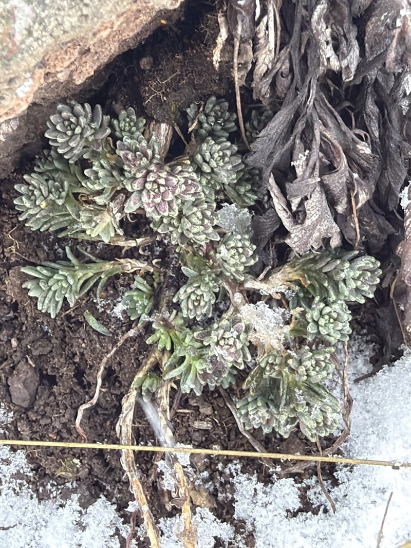 Huachuca Mountain Stonecrop photo 6