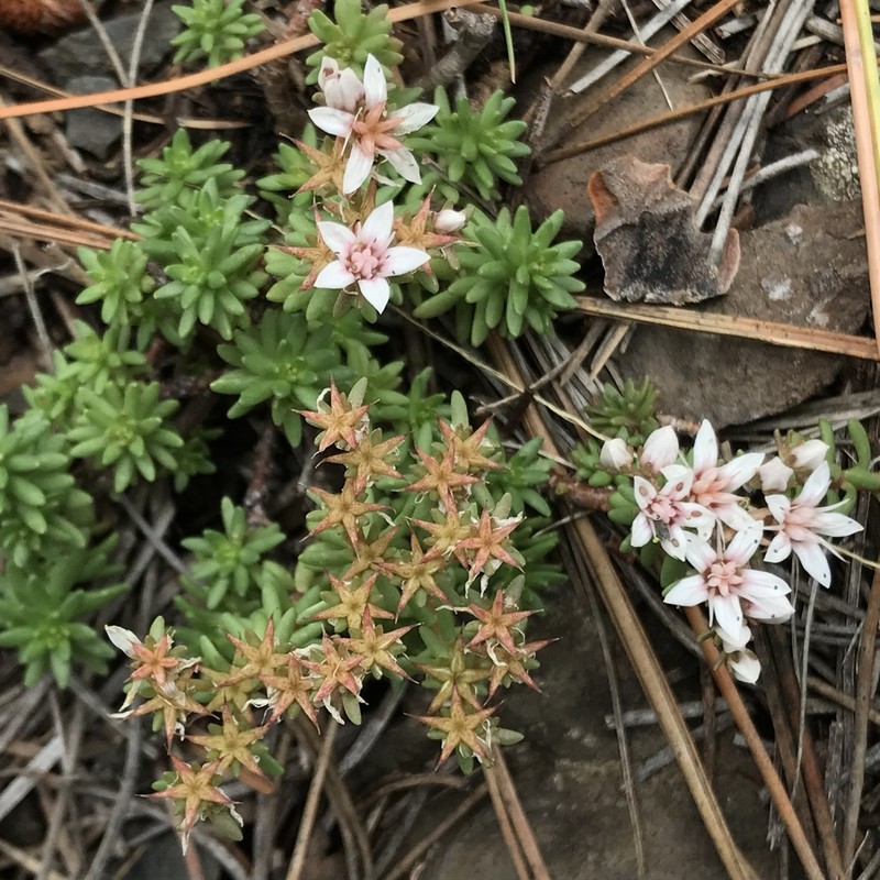 Huachuca Mountain Stonecrop photo 7