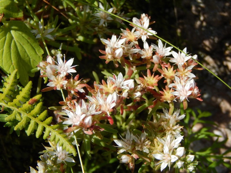 Huachuca Mountain Stonecrop photo 8