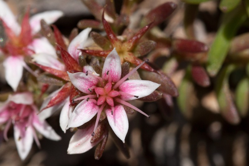 Huachuca Mountain Stonecrop