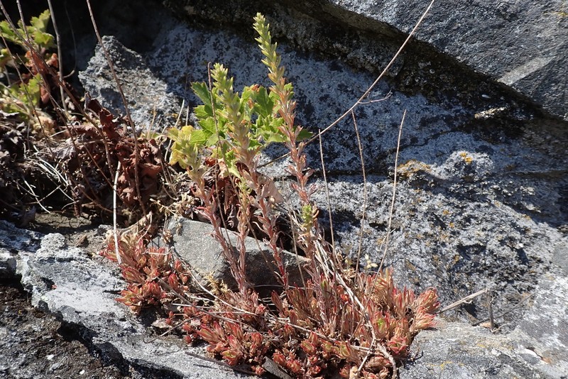Wormleaf Stonecrop photo 2