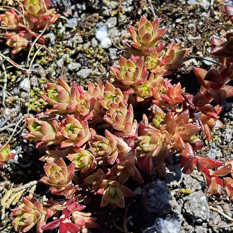 Wormleaf Stonecrop photo 3