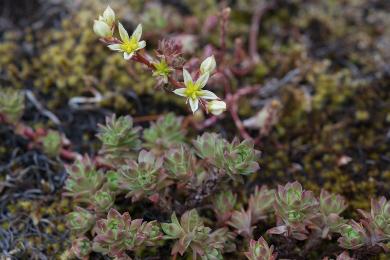 Wormleaf Stonecrop photo 4