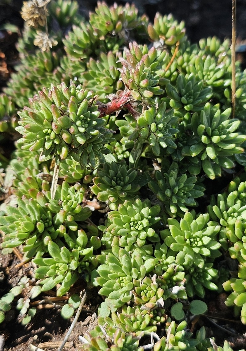 Wormleaf Stonecrop photo 5