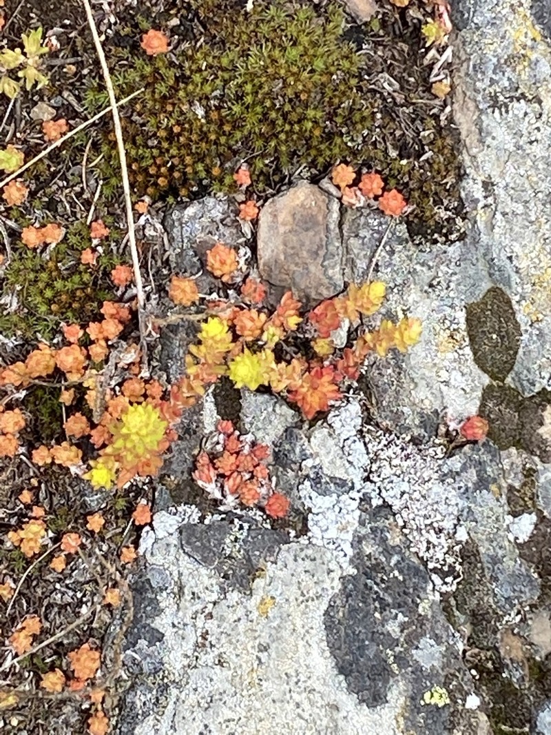Wormleaf Stonecrop photo 6