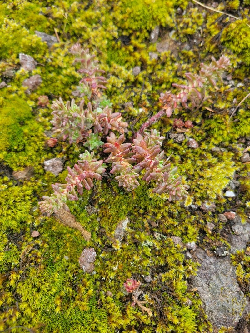 Wormleaf Stonecrop photo 7