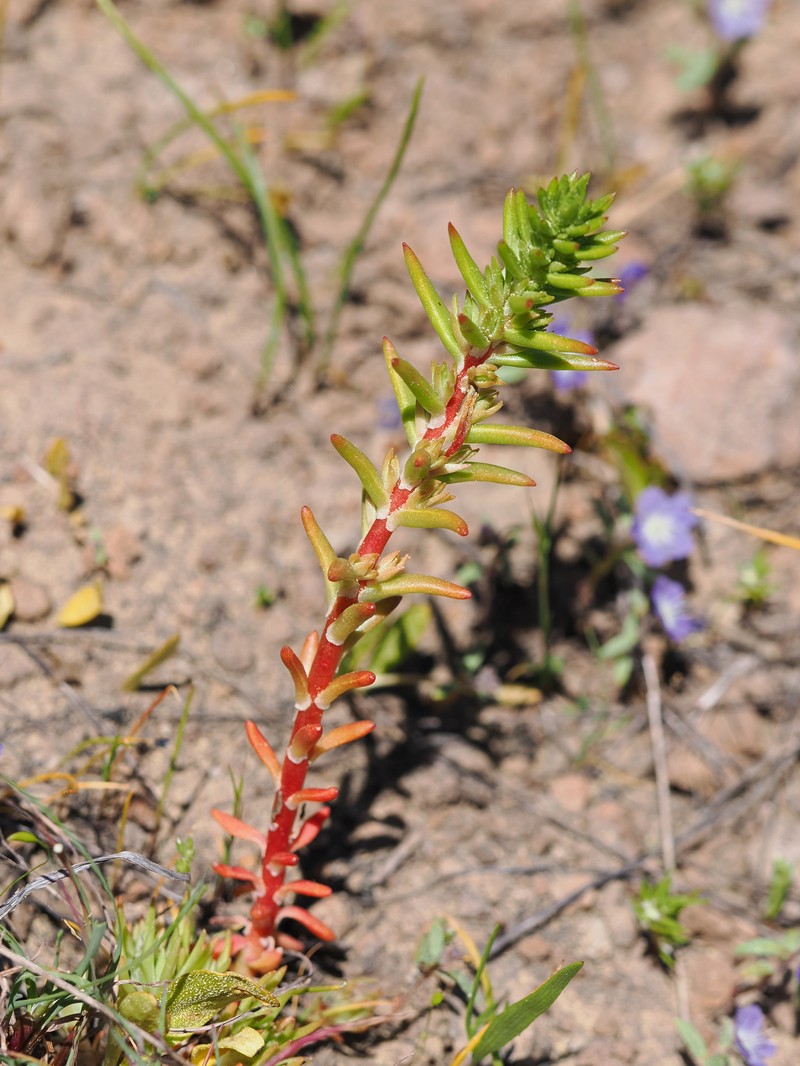 Sedum stenopetalum subsp. ciliosum