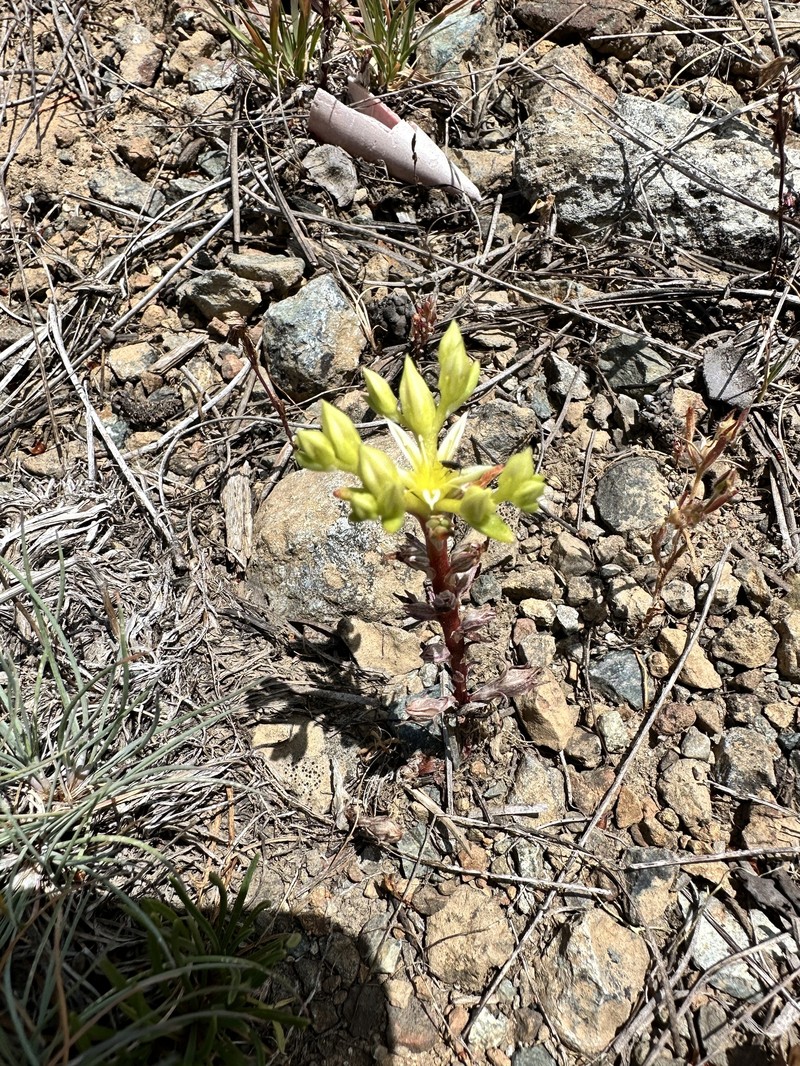 Sedum stenopetalum subsp. ciliosum photo 2