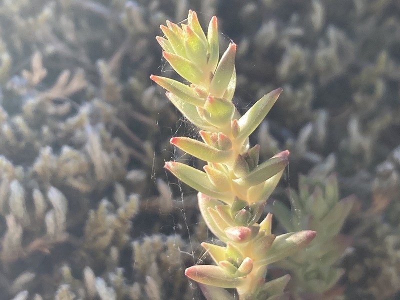 Sedum stenopetalum subsp. ciliosum photo 3