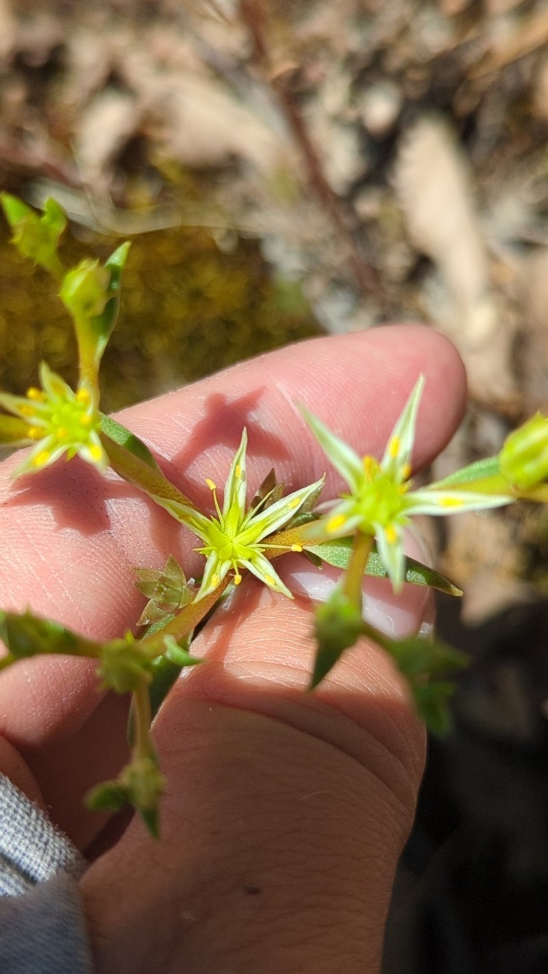 Sedum stenopetalum subsp. ciliosum photo 4