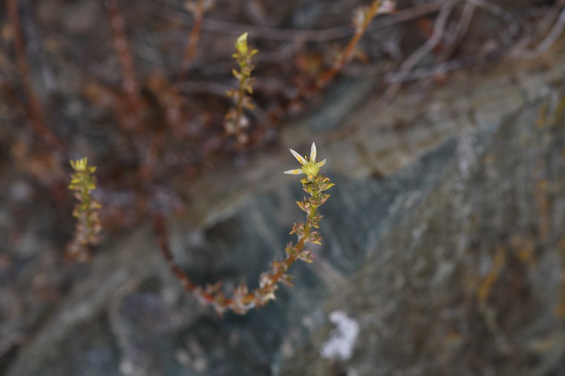 Sedum stenopetalum subsp. ciliosum photo 5