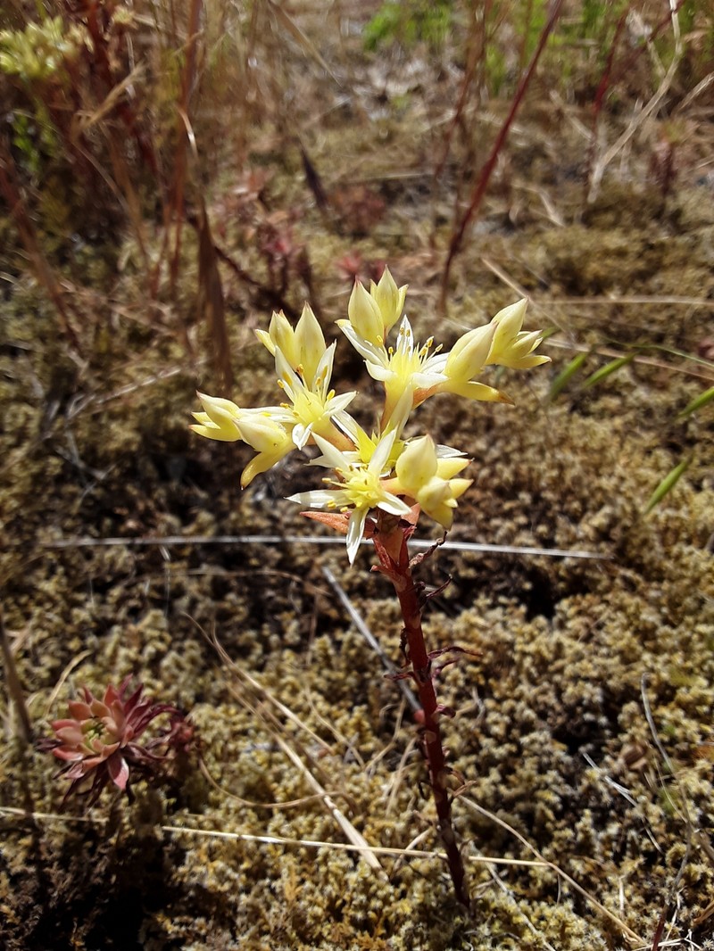 Sedum stenopetalum subsp. ciliosum photo 6