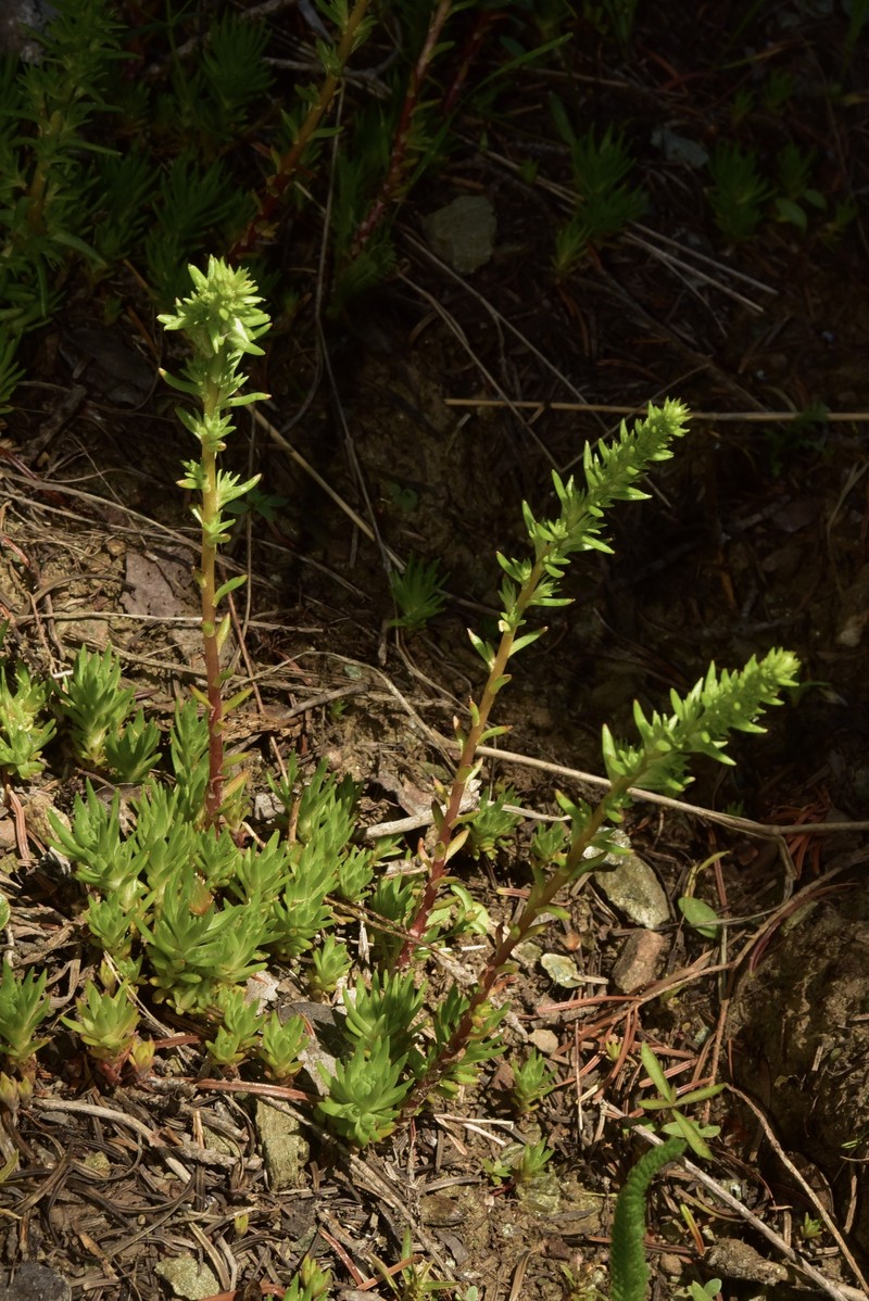 Sedum stenopetalum subsp. ciliosum photo 7