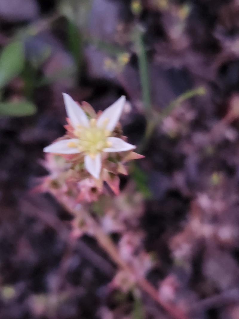 Sedum stenopetalum subsp. ciliosum photo 8