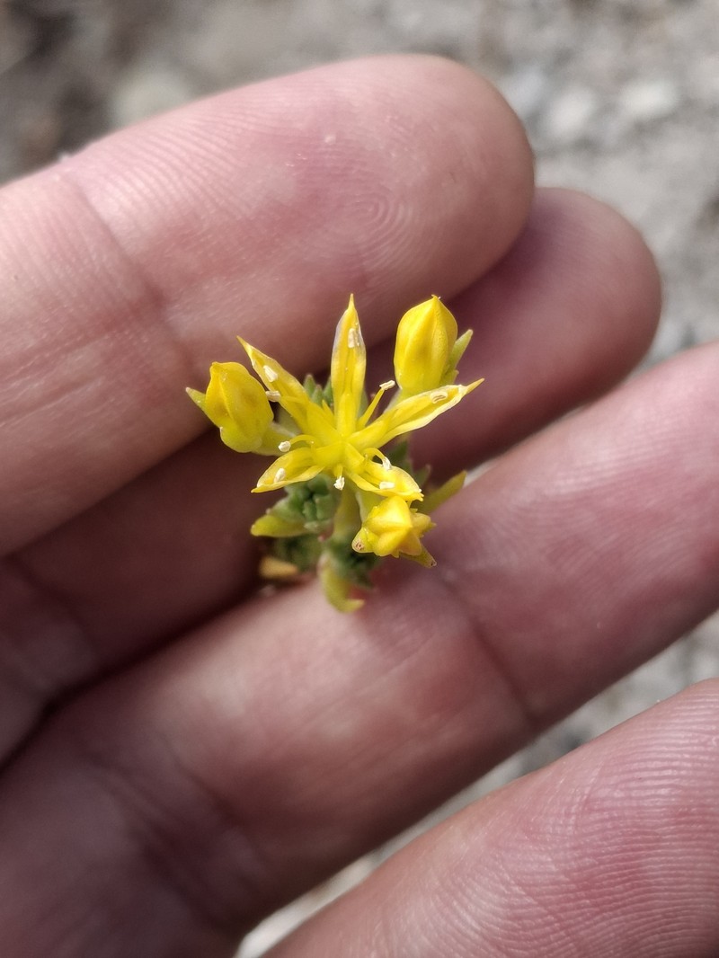 Sedum stenopetalum subsp. stenopetalum