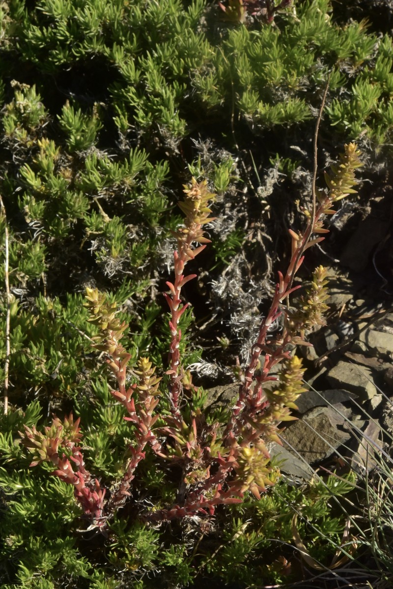Sedum stenopetalum subsp. stenopetalum photo 2