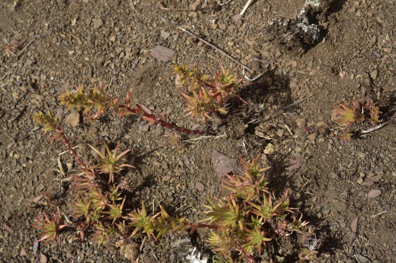 Sedum stenopetalum subsp. stenopetalum photo 3