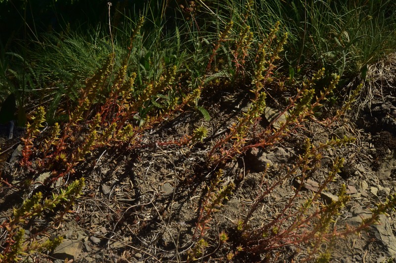 Sedum stenopetalum subsp. stenopetalum photo 4