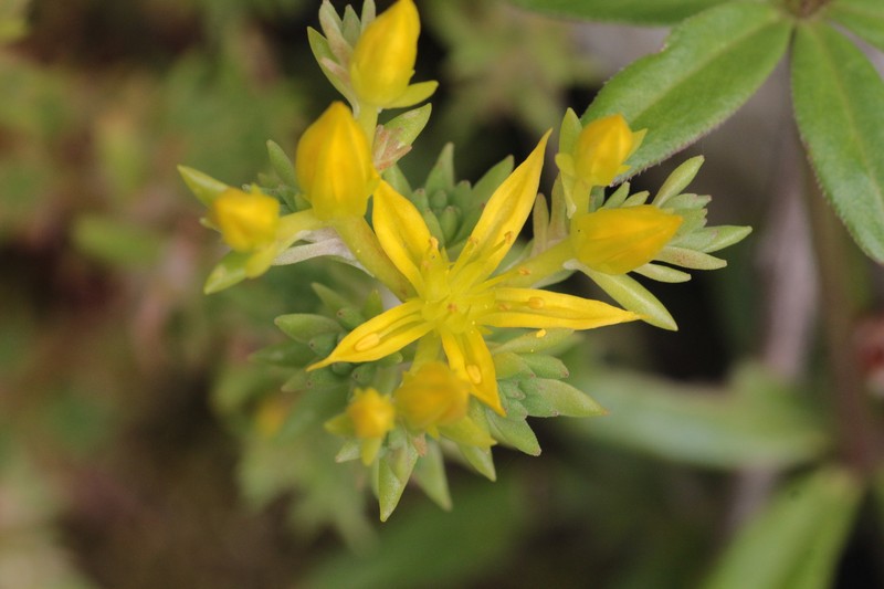 Sedum stenopetalum subsp. stenopetalum photo 5