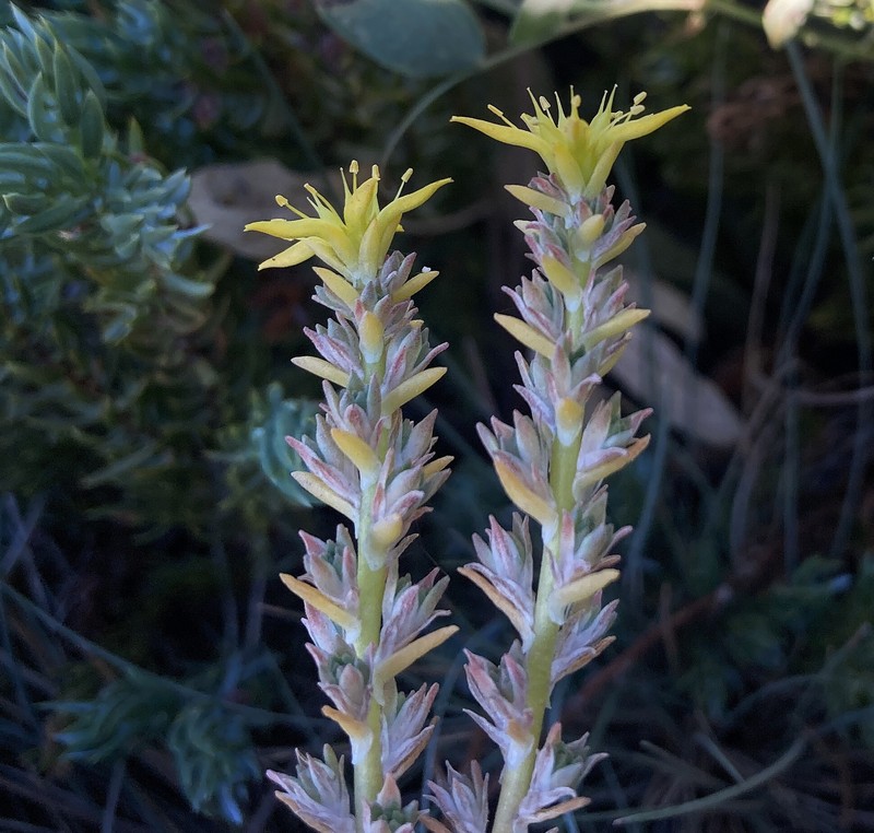 Sedum stenopetalum subsp. stenopetalum photo 6