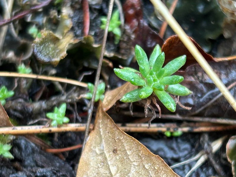 Sedum stenopetalum subsp. stenopetalum photo 7