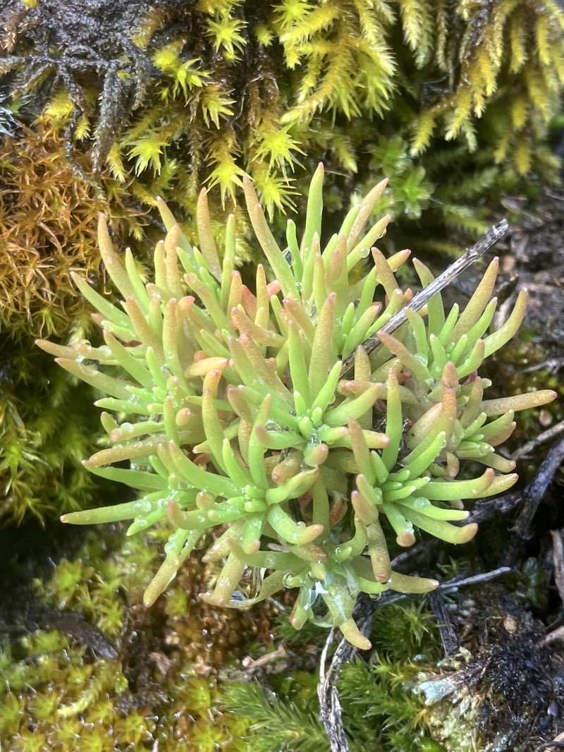Sedum stenopetalum subsp. stenopetalum photo 8