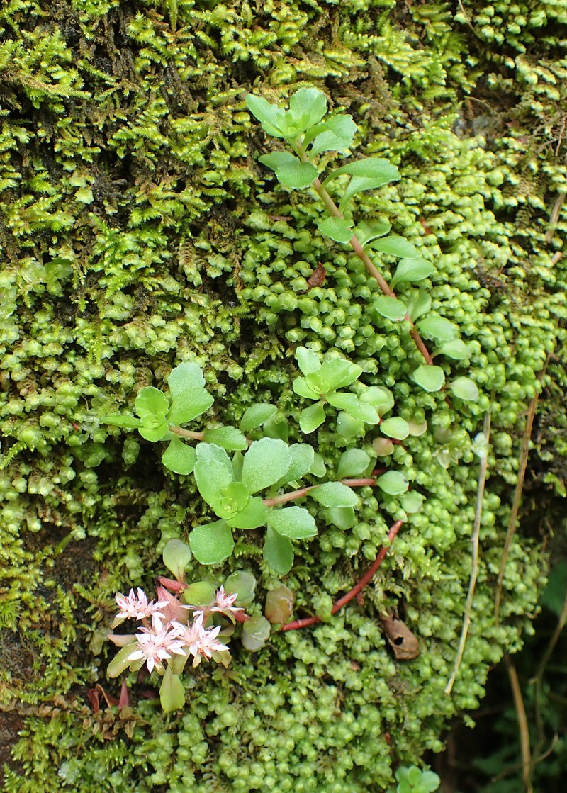 Stolon Stonecrop photo 4