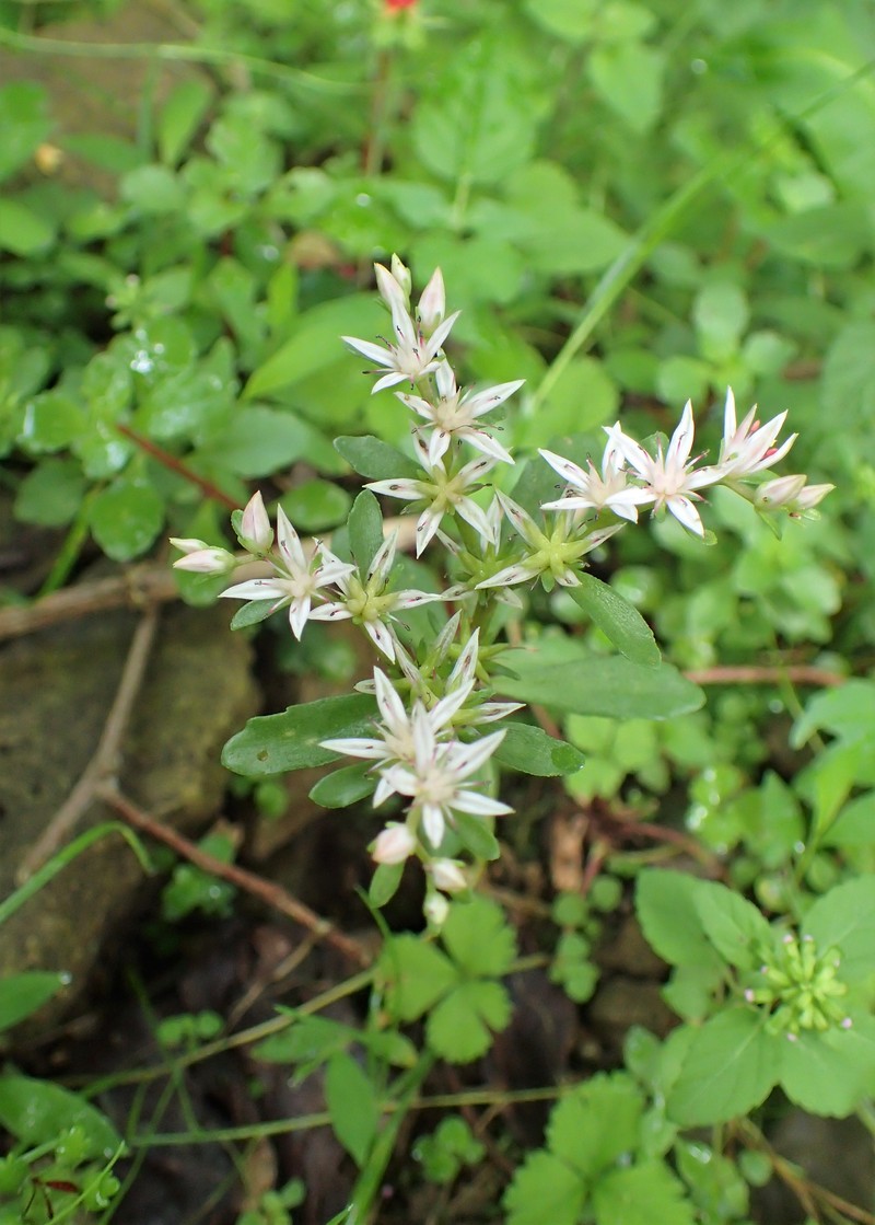 Stolon Stonecrop photo 5