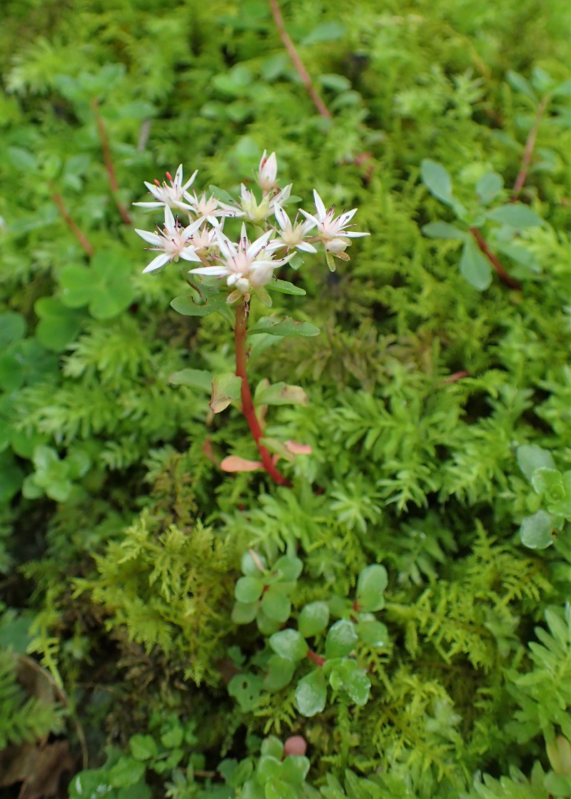 Stolon Stonecrop photo 6