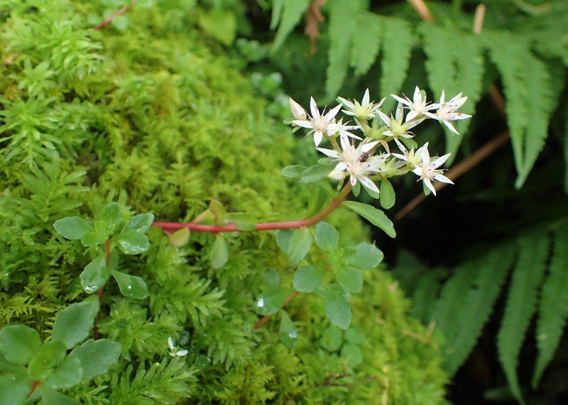 Stolon Stonecrop photo 7