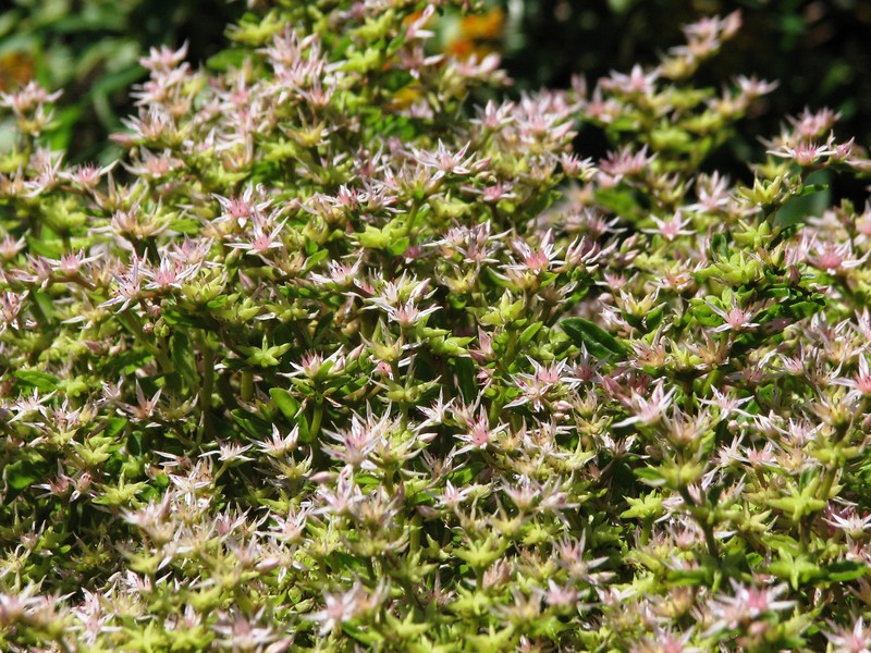 Stolon Stonecrop photo 2