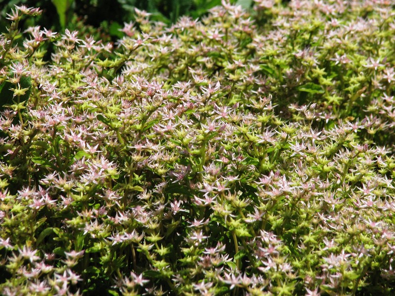 Stolon Stonecrop photo 3