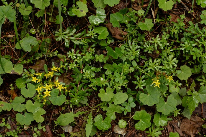 Sedum taiwanalpinum