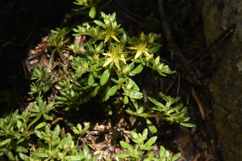 Sedum taiwanalpinum photo 2