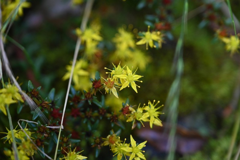 Sedum taiwanalpinum photo 3