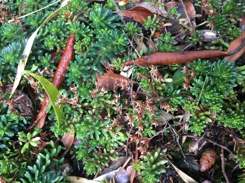 Sedum taiwanalpinum photo 4