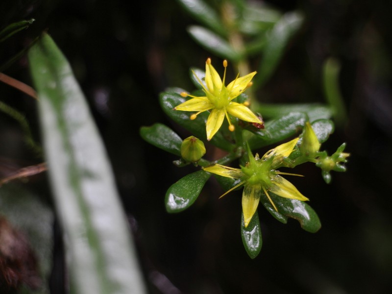 Sedum taiwanalpinum photo 5