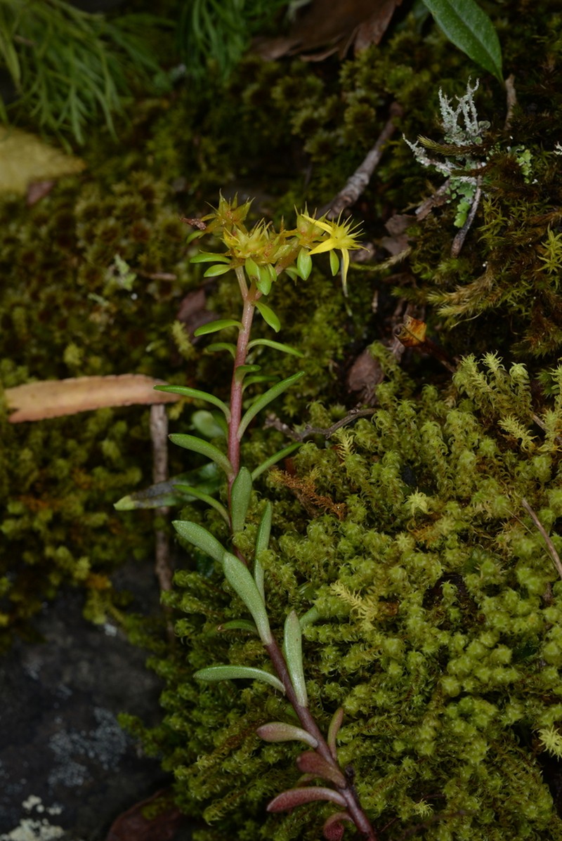 Sedum taiwanalpinum photo 6