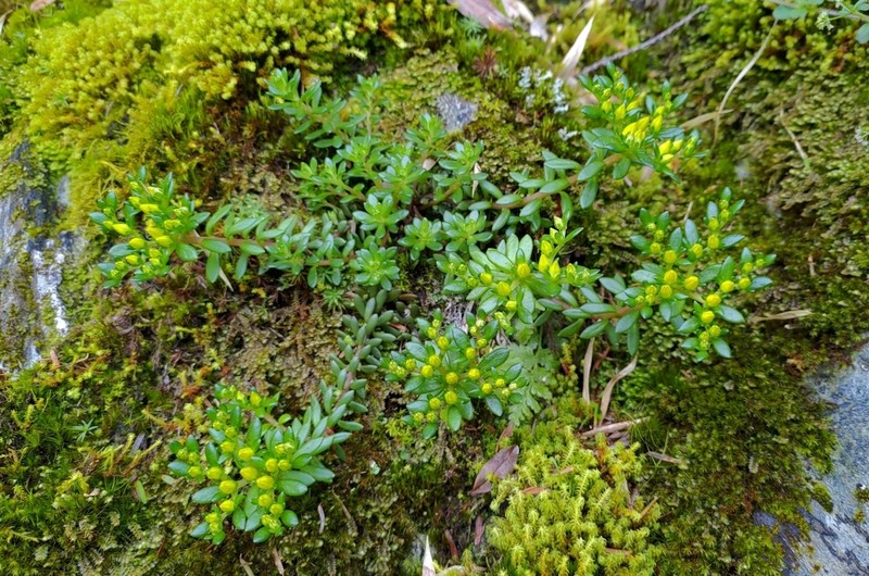 Sedum taiwanalpinum photo 7